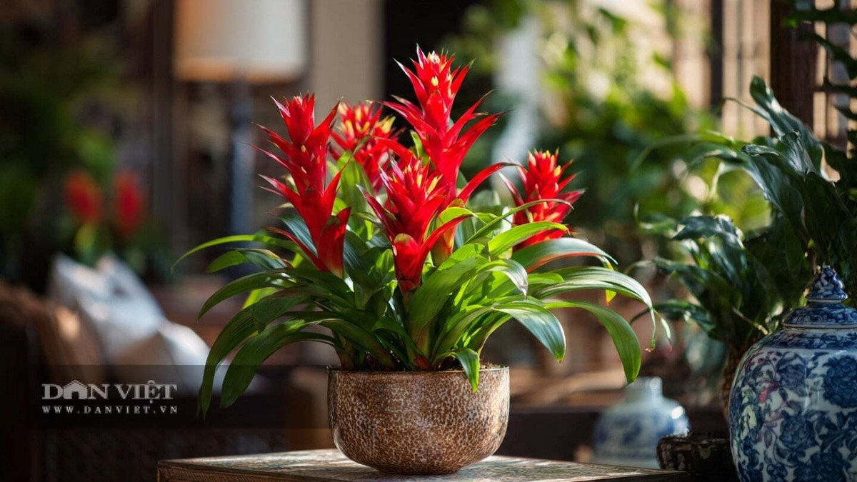 View - Bốn cây cảnh rực rỡ giúp kích hoạt vận đỏ năm 2026 | Báo Tri thức và Cuộc sống - TIN TỨC PHỔ BIẾN KIẾN THỨC 24H