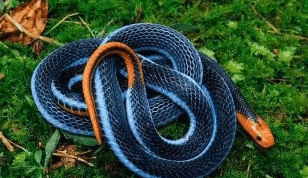 Rắn san hô xanh mặc dù không được xếp hạng về độc tố, nhưng chúng vẫn có nọc độc mạnh mẽ.