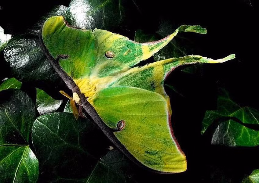 Bướm đêm Luna là loài động vật ấn tượng và xinh đẹp mà chúng ta chỉ có thể tìm thấy chúng ở Bắc Mỹ. Chúng chỉ sống trong các vùng rừng rụng lá ở Mỹ, Nam Canada và Bắc Mexico. Chúng là loài bướm lớn với sải cánh lên đến 11,5 cm. Đôi cánh này có màu xanh lá cây sáng, rộng và có hình dáng đặc biệt. Cả hai cánh trước và sau của bướm đêm Luna đều có những đốm mắt tuyệt đẹp.