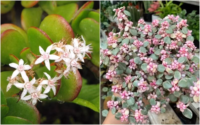 5. Cây ngọc bích – tượng trưng tiền tài lâu bền. Về sức khỏe: Lá mọng nước, dễ trồng, xanh mát quanh năm.