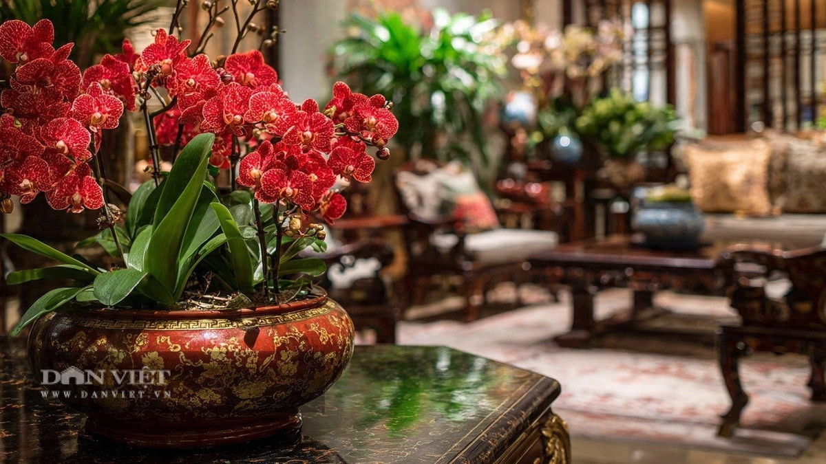 View - Bốn cây cảnh rực rỡ giúp kích hoạt vận đỏ năm 2026 | Báo Tri thức và Cuộc sống - TIN TỨC PHỔ BIẾN KIẾN THỨC 24H