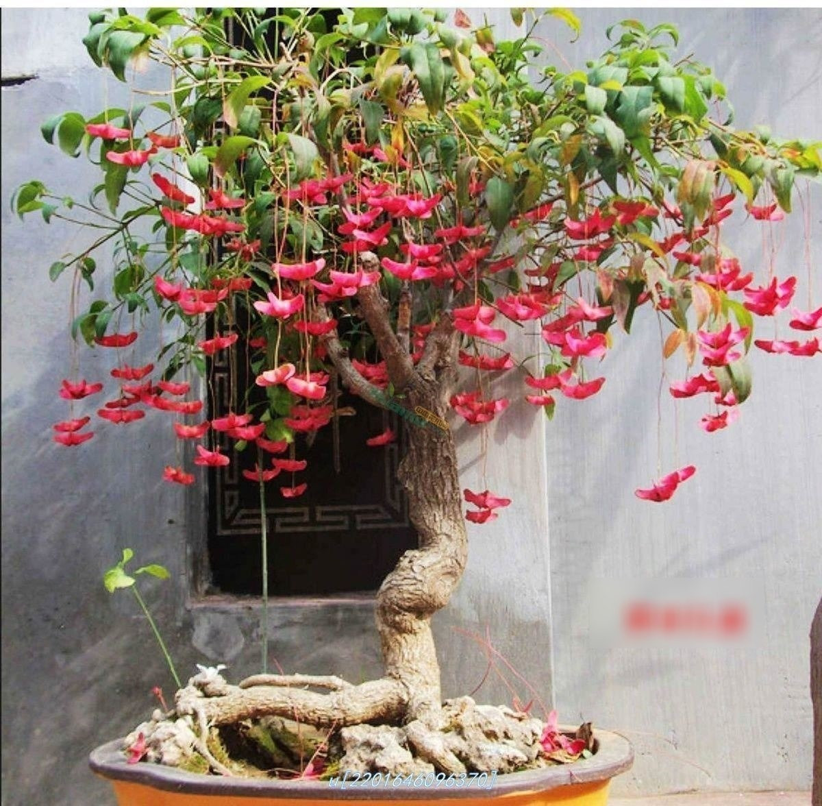 Giá trị phong thủy: Cây kết quả kéo dài đến nửa năm, tượng trưng của cải bền vững. Đặt trong phòng khách giúp tăng vượng khí và mang lại may mắn cho gia chủ. Chăm sóc: Cây ưa nắng, chịu lạnh tốt và dễ thích nghi. Có thể trồng sân vườn hoặc chậu lớn; dùng đất tơi xốp, giàu dinh dưỡng và bón lót phân hữu cơ để cây phát triển nhanh.