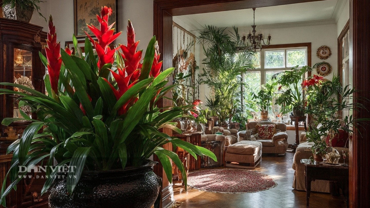 View - Bốn cây cảnh rực rỡ giúp kích hoạt vận đỏ năm 2026 | Báo Tri thức và Cuộc sống - TIN TỨC PHỔ BIẾN KIẾN THỨC 24H