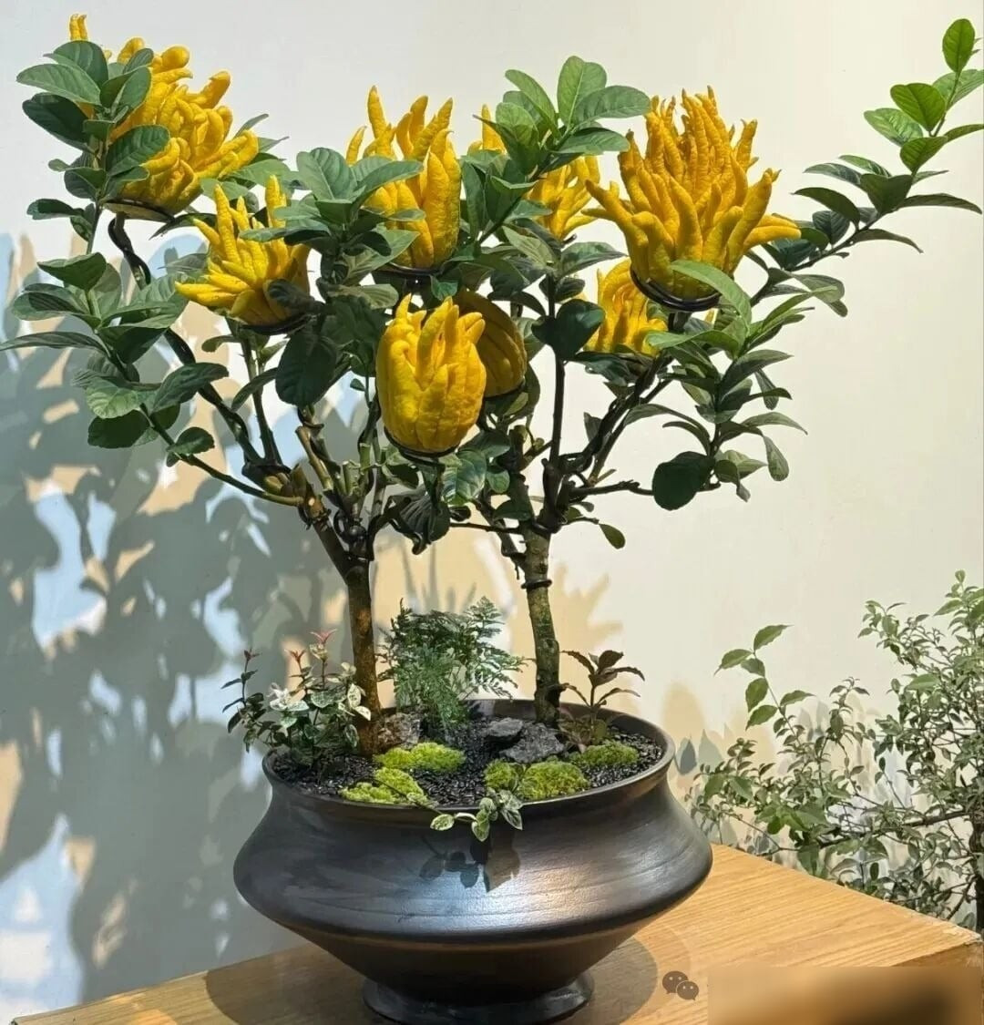 Ngoài ra, Phật thủ trong tiếng Hán Việt còn đồng âm với hạnh phúc và trường thọ nên loại quả này thường xuất hiện trong các bức tranh trang trí truyền thống cùng với quả lựu, quả đào, hàm ý “nhiều phúc lộc, nhiều con, trường thọ, cát tường.