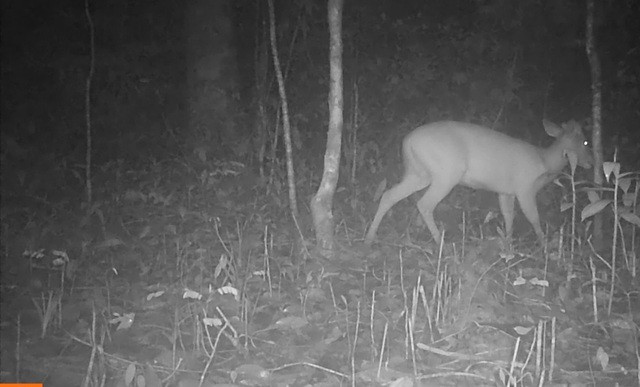 Mang Trường Sơn – động vật quý hiếm sống ở VQG Chư Mom Ray.