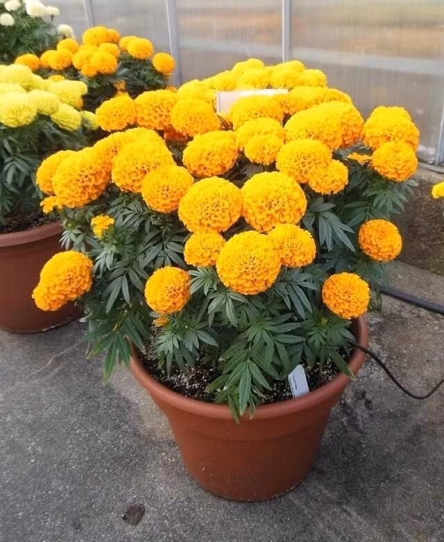 Ngoài mùi hương, ở một số vùng miền (đặc biệt là Nam Bộ), hoa vạn thọ còn thường được dùng trong các lễ tang, giỗ chạp. Vì thế, nếu đặt lên bàn thờ vào ngày mùng Một hoặc Rằm, nhiều người cho rằng sẽ dễ rước xui thay vì cầu may. *Thông tin mang tính tham khảo, chiêm nghiệm