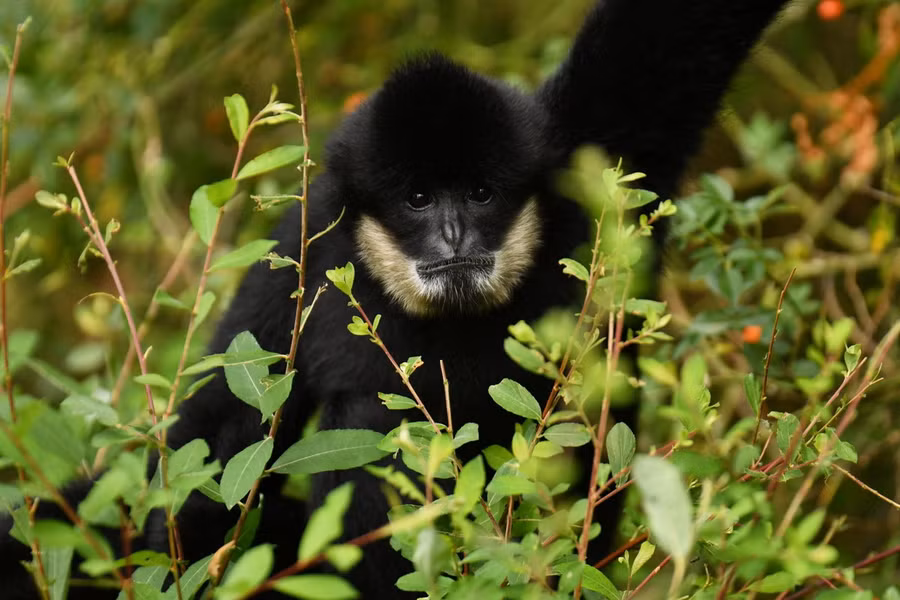 Vượn đen má trắng siki (Nomascus siki) phân bố ở Bắc Trung Bộ. Trong Sách Đỏ Việt Nam, loài này được coi là phân loài của Vượn đen má trắng phương Bắc, xếp loại Nguy cấp. Cực kỳ nguy cấp trong Sách Đỏ IUCN.