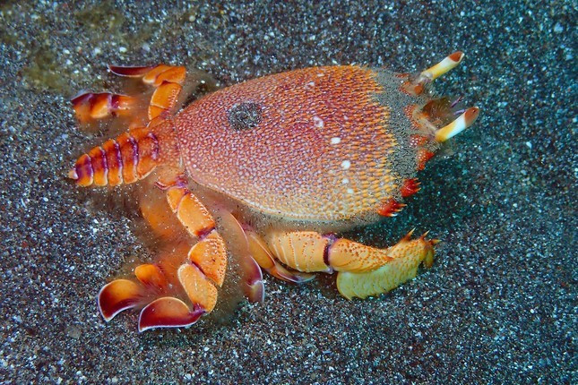 Cua huỳnh đế to bằng bàn tay xòe, mình khum tròn, nhìn giống con bọ khổng lồ hay có con hình dáng như loài rùa, đầu cua hơi chúi xuống, có màu đỏ hồng, mai hình vuông, càng và que ngắn, đầu cua dài và có nhiều râu. Cua Huỳnh đế có những con ở vùng biển nước sâu nặng hơn 1 ký.