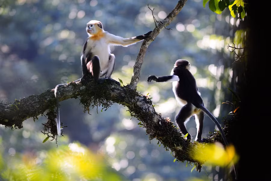 Voọc mũi hếch Bắc Bộ (Rhinopithecus avunculus) là loài linh trưởng đặc hữu Việt Nam, còn vài trăm cá thể trong các khu rừng ở ở Tuyên Quang, Cao Bằng, Yên Bái, Quảng Ninh, Hà Giang. Loài này được xếp loại Rất nguy cấp trong Sách Đỏ Việt Nam. Cực kỳ nguy cấp trong Sách Đỏ IUCN.