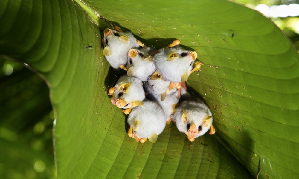 ơi trắng Honduras có bộ lông màu trắng với phần đầu khá lạ mắt, kèm chiếc mũi có ngoại hình tựa như một chiếc lá.