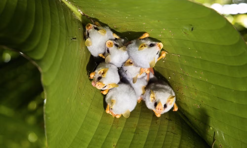 ơi trắng Honduras có bộ lông màu trắng với phần đầu khá lạ mắt, kèm chiếc mũi có ngoại hình tựa như một chiếc lá.
