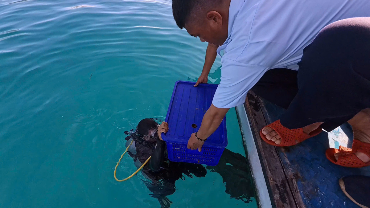 Theo đó, Ban Quản lý Khu bảo tồn biển Lý Sơn cùng nhóm thiện nguyện thực hiện việc thả 35 cá thể cua huỳnh đế mang trứng, với tổng trọng lượng 8,1kg về phân khu phục hồi sinh thái.
