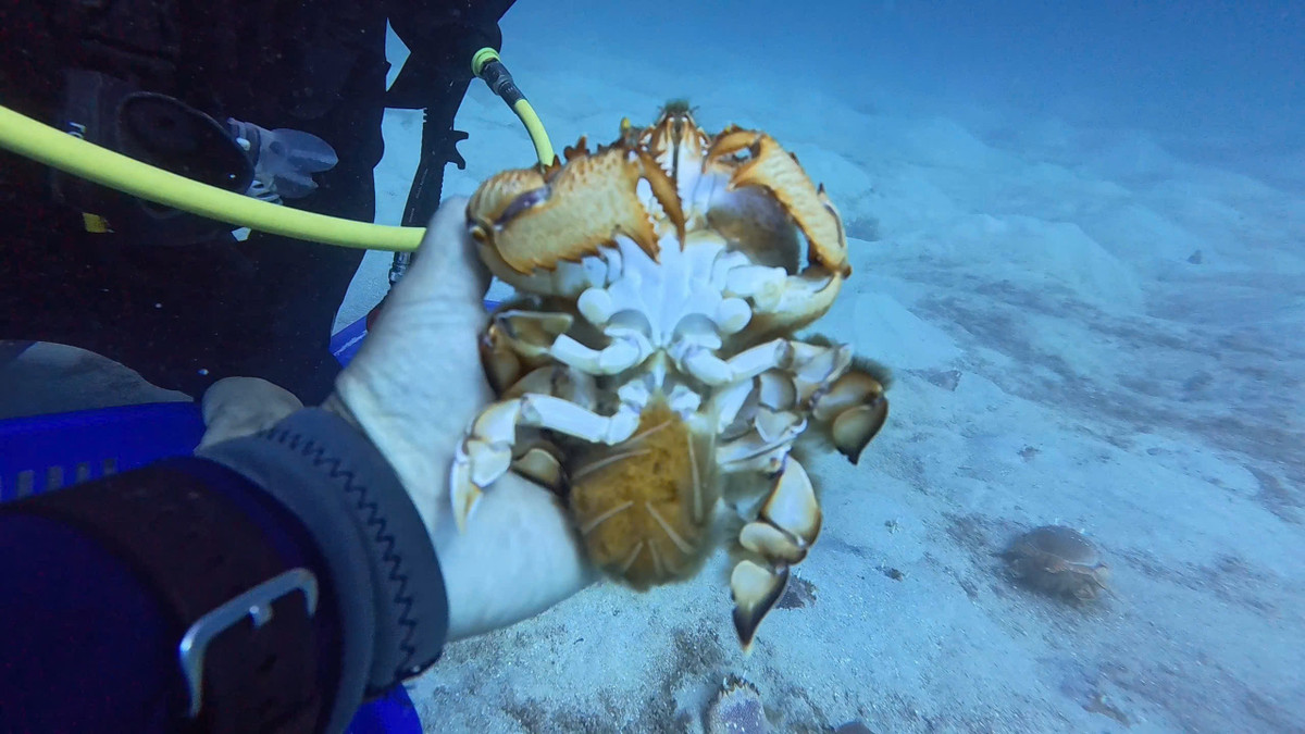 Vậy nên, hàng năm các tổ chức, các nhân hoạt động bảo vệ thiên nhiên và môi trường cũng như bảo vệ nguồn lợi thủy sản ở Quảng Ngãi thường tìm kiếm thu mua những cá thể mang trứng do ngư dân tình cơ khai thác được để thả về tự nhiên.