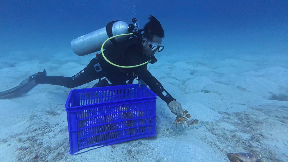 Cua Huỳnh đế (danh pháp hai phần: Ranina ranina) là một loài cua biển trong cận bộ Cua phân bố nhiều ở vùng biển phía Đông Nam Thái Bình Dương và các vùng biển Ôn đới khác. Ở Việt Nam, cua huỳnh đế xuất hiện nhiều ở vùng biển sạch, có đáy cát vàng và nguồn nước trong xanh.