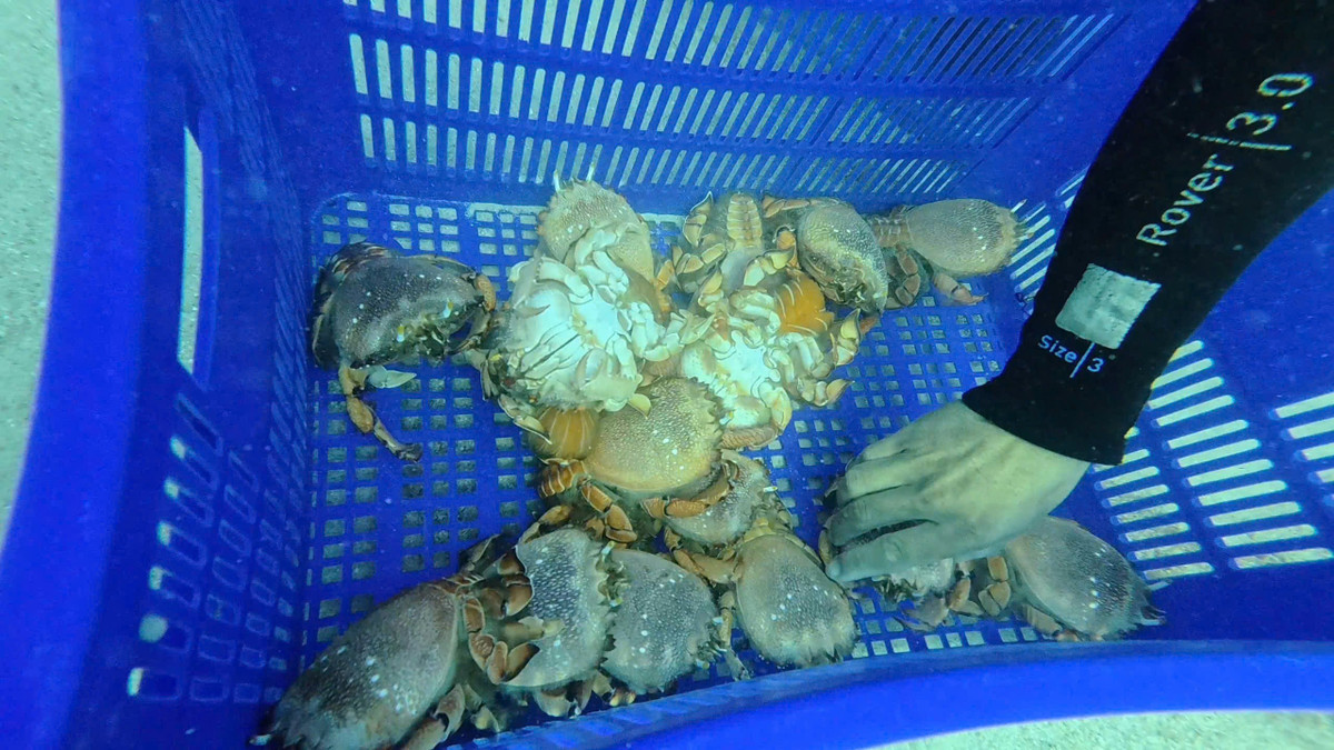 Đây là hoạt động hưởng ứng Ngày Đại dương Thế giới (ngày 8-6) và Tuần lễ Biển và Hải đảo Việt Nam 2025.