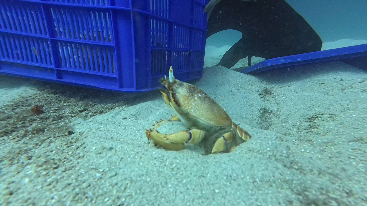 Tại Quảng Ngãi, cua huỳnh đế thường được khai thác tại biển Sa Huỳnh và Lý Sơn. Loài sản vật này trở thành đặc sản nức tiếng trong khắp cả nước.