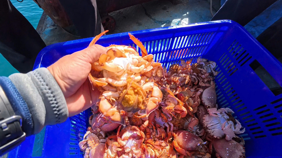 Cua huỳnh đế được mệnh danh là “báu vật” của Lý Sơn, không chỉ nổi tiếng với giá trị kinh tế cao mà còn đóng vai trò sinh thái then chốt.