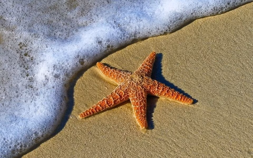 Sao biển là một trong những loài động vật không có não bộ, nhưng loài này vẫn có đầy đủ các cơ quan cảm thụ như thị giác và khứu giác. Mỗi xúc tu của sao biển có thể cảm nhận được thế giới xung quanh.