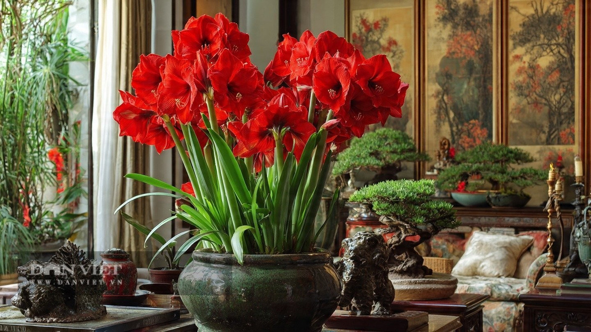 View - Bốn cây cảnh rực rỡ giúp kích hoạt vận đỏ năm 2026 | Báo Tri thức và Cuộc sống - TIN TỨC PHỔ BIẾN KIẾN THỨC 24H