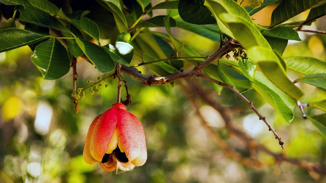 Độc tố hypoglycin B trong quả ackee chỉ nằm trong hạt, không bị giải phóng