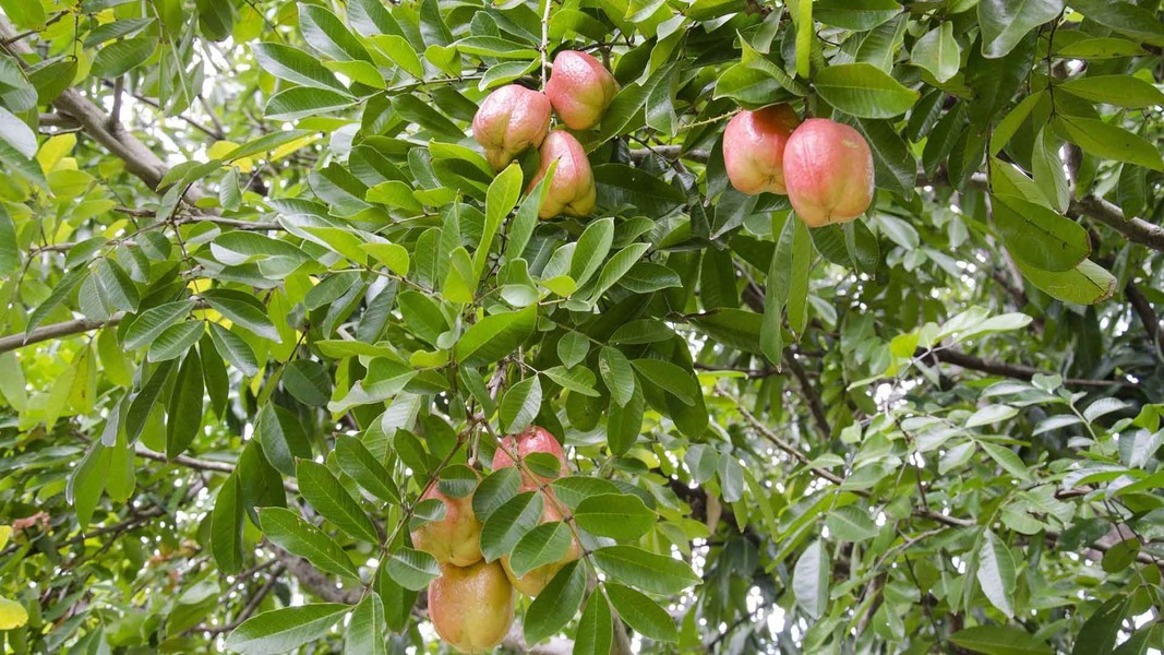 Loại quả độc chết người này lại chính là “quốc hồn quốc túy” của người Jamaica