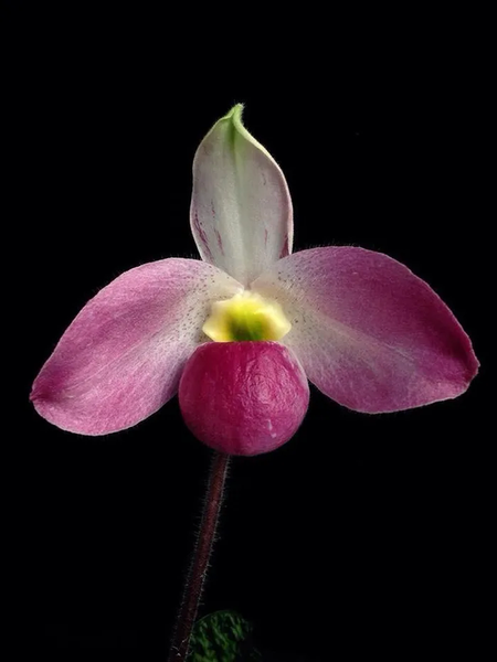 Liên minh Bảo tồn Thiên nhiên Quốc tế (IUCN) đánh giá, lan hài Việt Nam là loài cực kỳ quý hiếm trên thế giới, tựa như "báu vật của rừng".