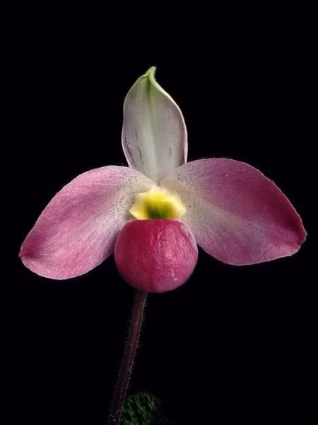 Liên minh Bảo tồn Thiên nhiên Quốc tế (IUCN) đánh giá, lan hài Việt Nam là loài cực kỳ quý hiếm trên thế giới, tựa như "báu vật của rừng".