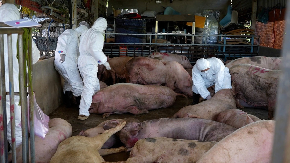 Số lợn bị bệnh.