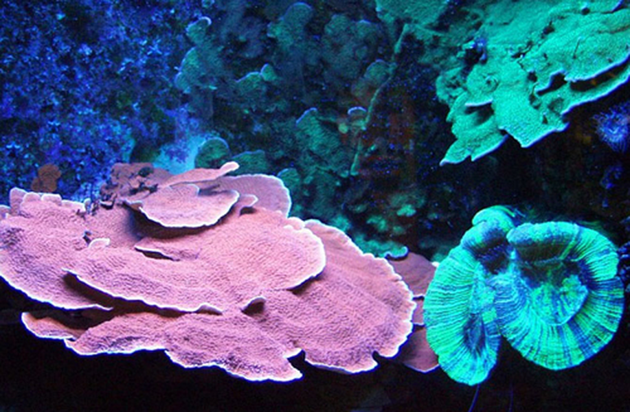 Anthozoa: Là loài sinh vật thuộc ngành sứa lông châm. Cái tên anthozoa xuất phát từ tiếng Hy Lạp có nghĩa là hoa và động vật. Đây gọi là động vật hình hoa vì trong giai đoạn đầu phát triển chúng có vẻ bề ngoài giống như những bông hoa.