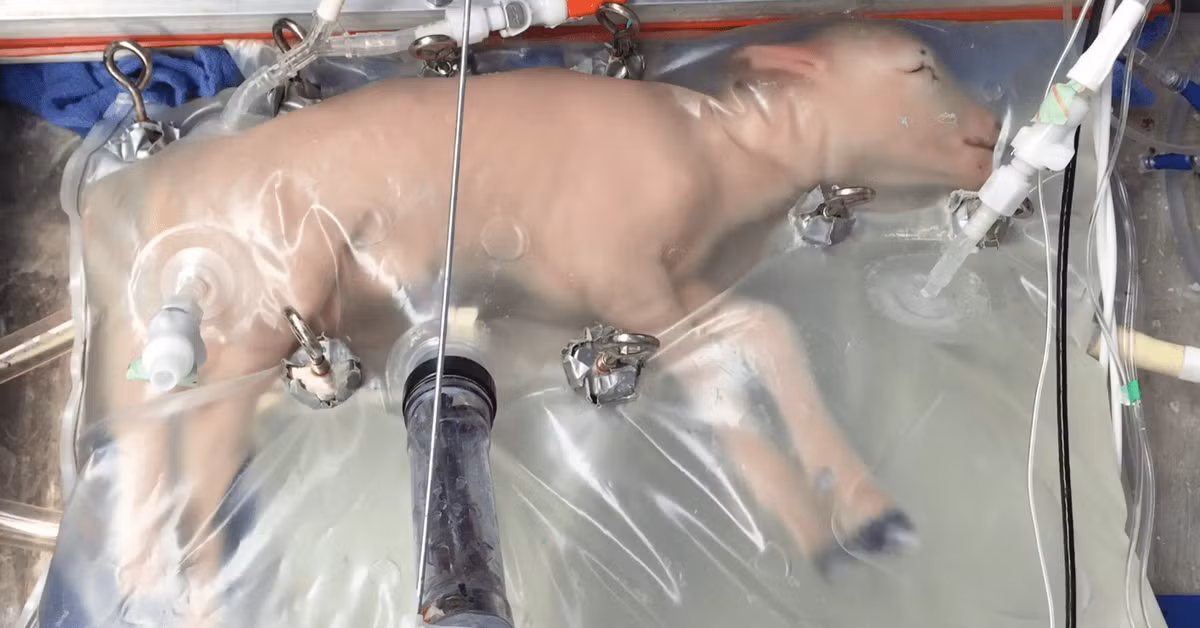 Ngoài ra, ông Zhang cũng cho biết mô hình tử cung nhân tạo từng đạt được kết quả tích cực trong các thử nghiệm trên động vật. Theo tạp chí Nature Communications, năm 2017 các nhà khoa học tại Bệnh viện Nhi Philadelphia (Mỹ) đã nuôi thành công một con cừu sinh non (tương đương thai nhi 23 tuần ở người) trong một thiết bị gọi là "biobag" - túi nhựa chứa dung dịch ối nhân tạo. Sau bốn tuần, con cừu phát triển bình thường và mọc lông.