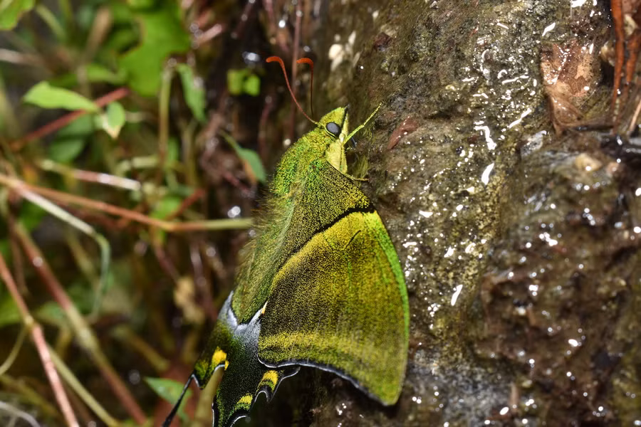 Hiện nay, thông tin về mức độ phong phú của các quần thể loài bướm này ở Việt Nam vẫn còn thiếu. Số lượng của chúng chịu tác động của việc phá rừng và thu bắt, buôn bán mẫu vật.