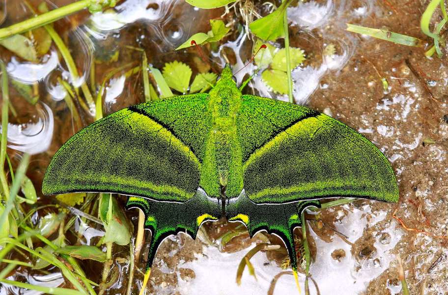 Do sinh sống ở các vùng núi cao hiểm trở, bướm phượng đuôi kiếm răng tù loài rất hiếm gặp, ngay cả các nhà nghiên cứu côn trùng cũng ít khi có cơ hội chiêm ngưỡng vẻ đẹp kiêu kỳ của chúng.