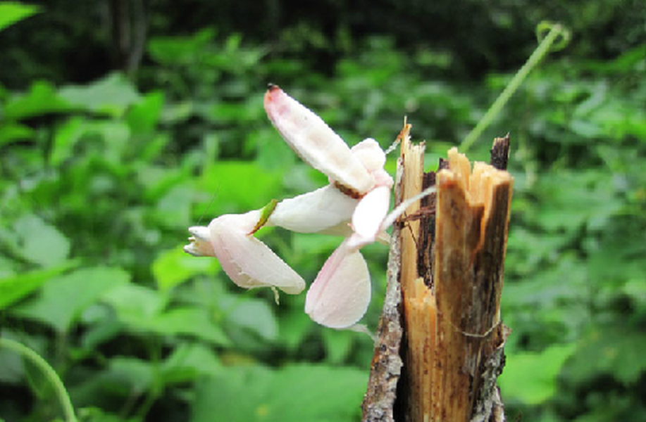 Bọ ngựa phong lan: Hình dáng và màu sắc giống những bông hoa phong lan chính là cách để loài côn trùng này sử dụng để "nhử mồi".