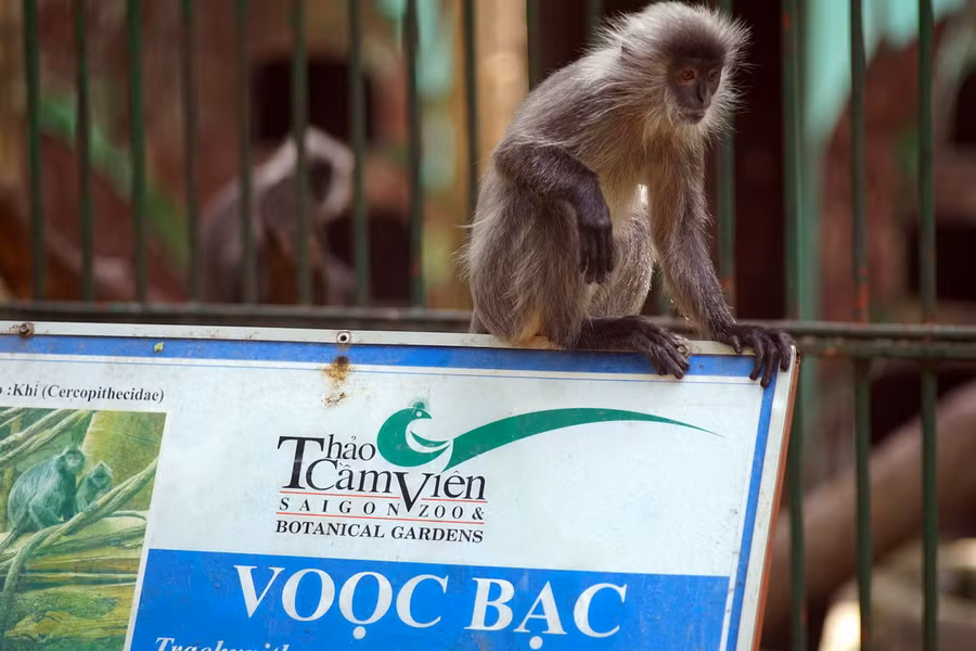Voọc bạc Đông Dương hay voọc mào (Trachypithecus germaini caudalis) là một phân loài của voọc bạc, được ghi nhận tại một số khu vực ở Tây Nguyên và Nam Bộ. Loài này được xếp loại Sẽ nguy cấp trong Sách Đỏ Việt Nam. Nguy cấp trong Sách Đỏ IUCN.
