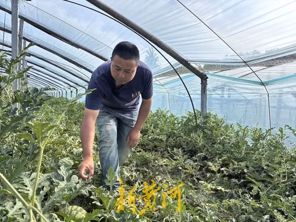 Không chỉ "thanh tra dưa" ở chợ đầu mối, những người dày dạn kinh nghiệm như ông Bạch còn được các thương lái đưa rước đến tận ruộng dưa để giúp họ chọn được những đám dưa chất lượng cao nhất. Đương nhiên là sẽ có giá thấp hơn nhiều loại dưa đã được đưa đến chợ. Chính vì vậy, thu nhập của những người làm nghề nội soi dưa thường rất cao.