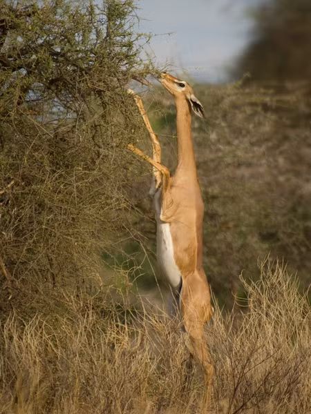 Chiếc cổ dài giúp linh dương Gerenuk có thể ăn được những chiếc lá cây ở trên cao.