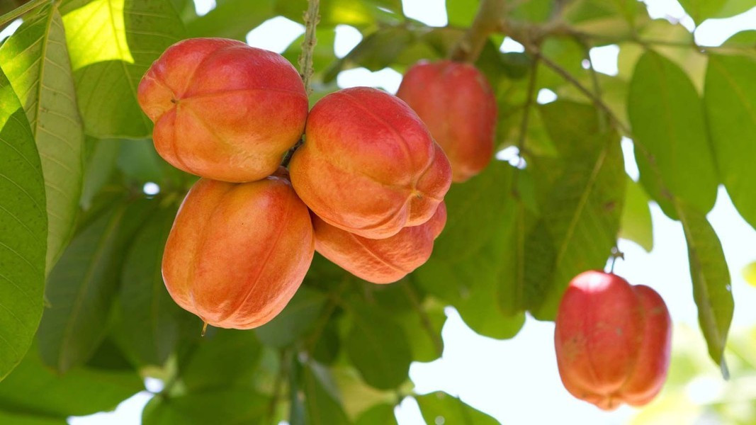 Tuy nhiên, người Jamaica lại có cách thức tránh ngộ độc vô cùng đơn giản