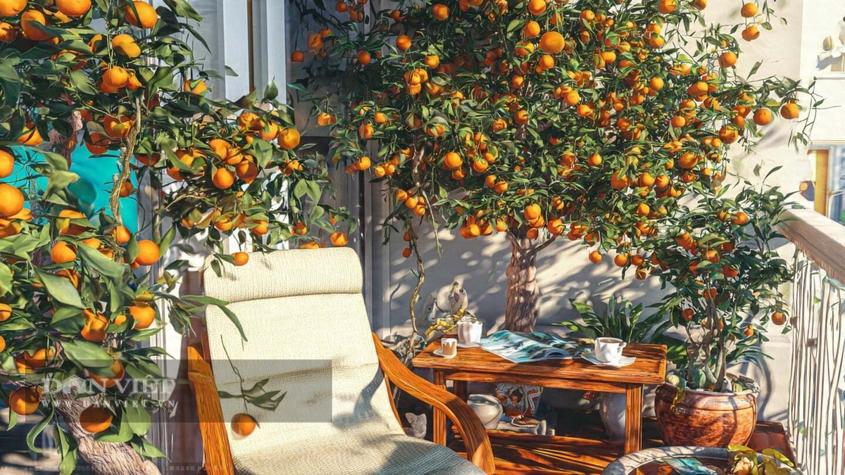 Quả quất có rất nhiều ưu điểm. Chúng có thể được trồng trong chậu để làm cảnh. Khi quả chín, bạn có thể hái, rửa sạch và ăn trực tiếp. Nó có vị ngọt, chua và mọng nước. Bạn cũng có thể dùng nó để pha trà hoặc làm mứt. Nó vô cùng tiện lợi.