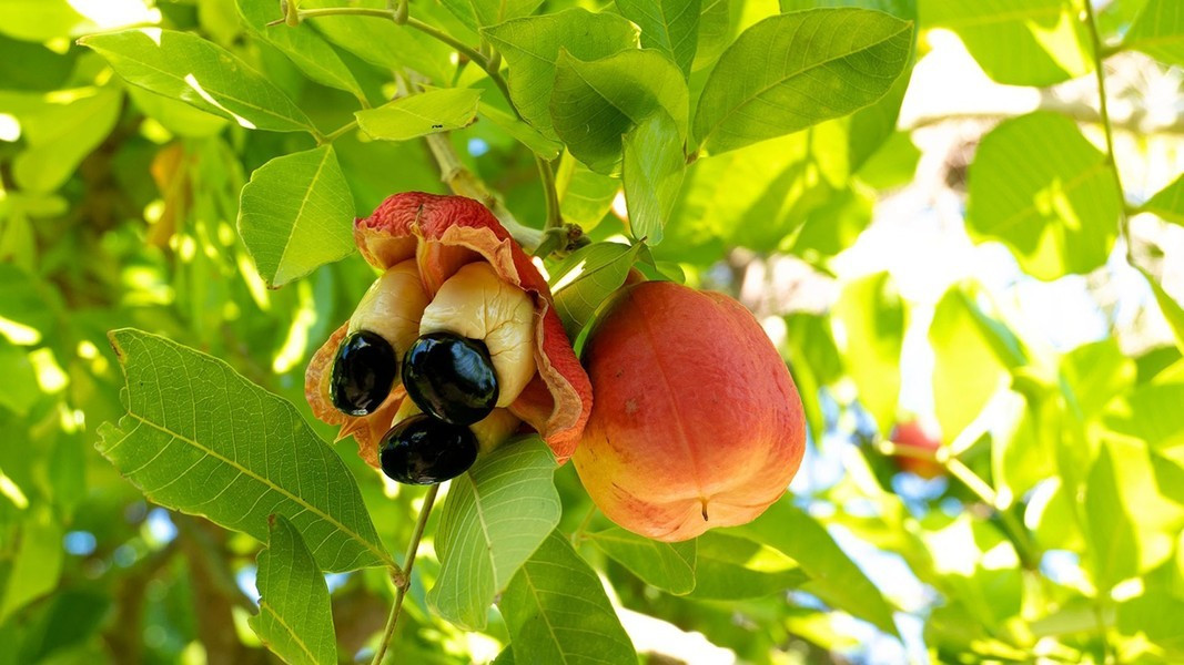 Đó là khi quả chín tự nhiên, tự tách khía, phơi hạt, ackee chuyển hóa độc tố hypoglycin A thành khí, giải phóng triệt để khi quả tự nứt tung