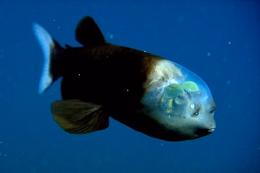 Cá Macropinna microstoma có ngoại hình bất thường, với một phần như "mái vòm" trong suốt, chứa đầy chất lỏng trên đầu. Qua đó, có thể nhìn thấy tròng mắt và các nội tại bên trong.