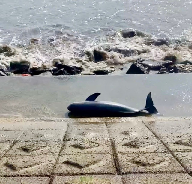 Xác cá voi trôi dạt vào bờ biển, người dân vùng biển thường nói đây là lúc "cá ông, cá bà lụy bờ".