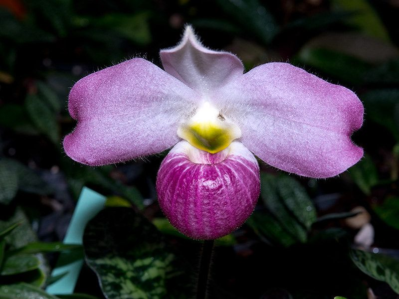 Do đứng trước nguy cơ hoàn toàn tuyệt chủng trong tự nhiên nên lan hài Việt Nam được IUCN liệt kê trong Phụ lục I của Công ước về buôn bán quốc tế các loài động, thực vật hoang dã nguy cấp (Công ước CITES).