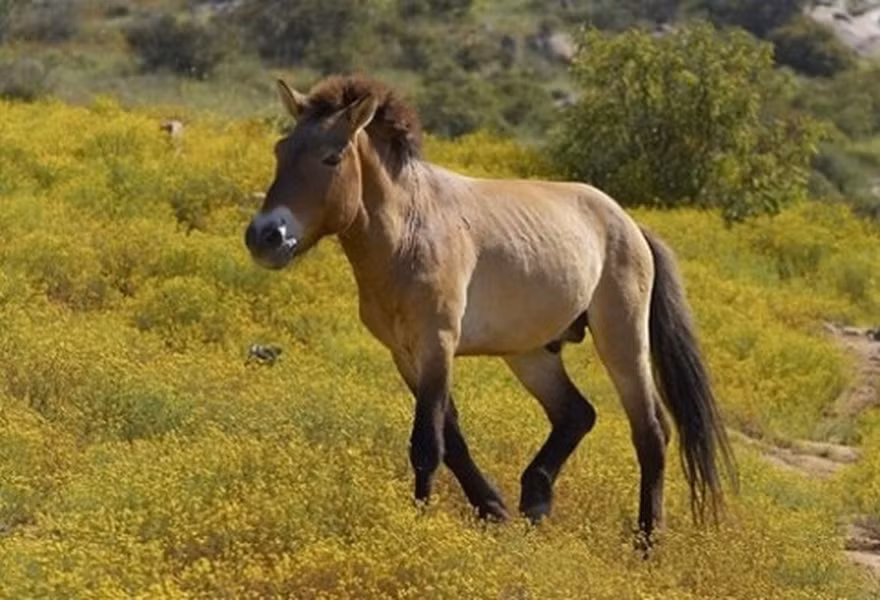 Ngựa hoang Mông Cổ đã từng xuất hiện cách đây hơn 20.000 năm và là loài ngựa được sử dụng nhiều nhất trong chiến trận.