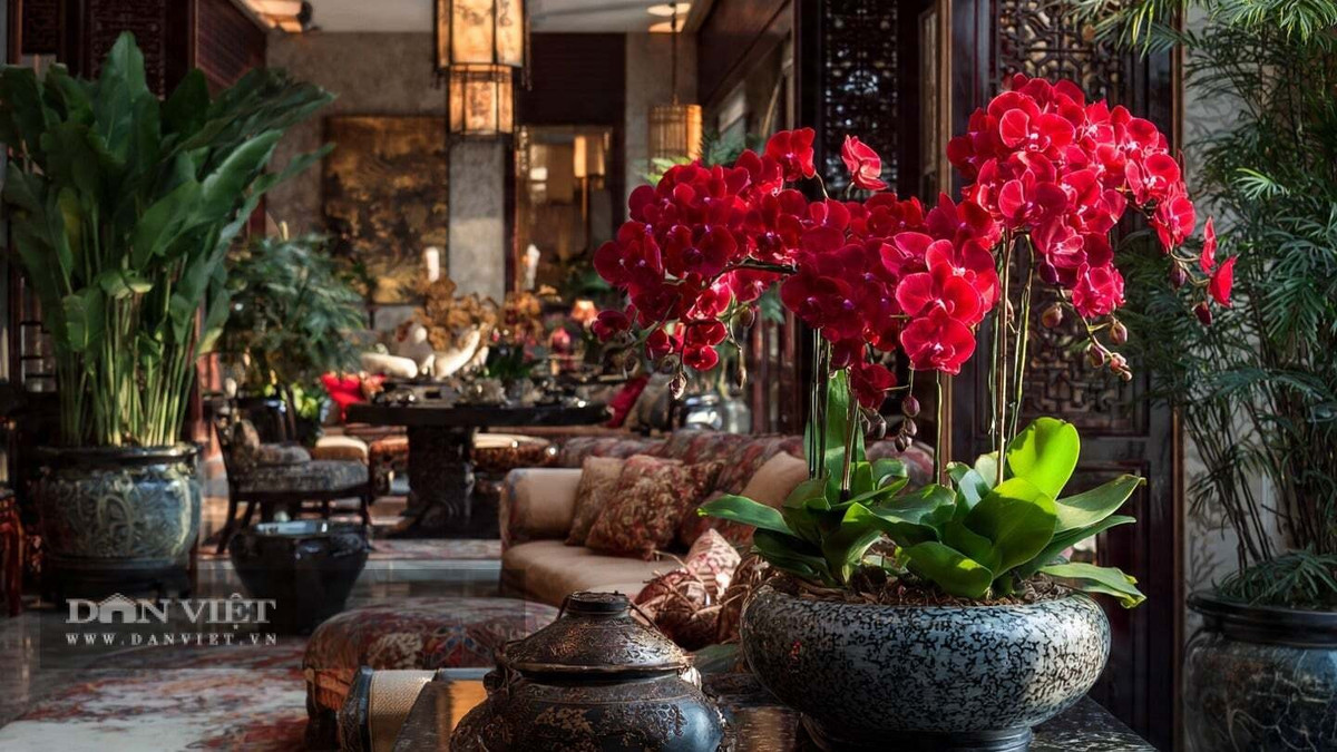 View - Bốn cây cảnh rực rỡ giúp kích hoạt vận đỏ năm 2026 | Báo Tri thức và Cuộc sống - TIN TỨC PHỔ BIẾN KIẾN THỨC 24H