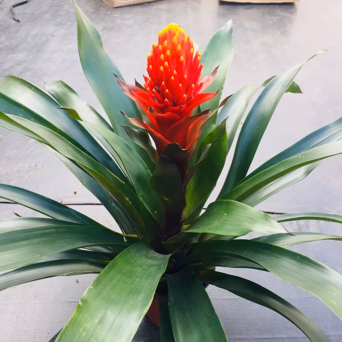 4. Cây phong lộc hoa (guzmania) – thêm sức sống, thêm lộc. Về sức khỏe: Hoa rực rỡ giúp tinh thần sảng khoái, tăng năng lượng tích cực.