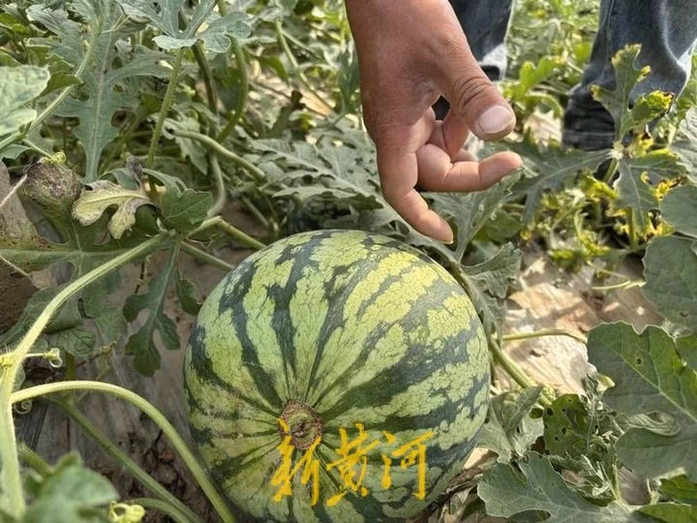 Bạch Xuyên Tường cho biết, với tư cách là một thanh tra dưa hấu chuyên nghiệp, đối tượng kiểm tra của anh là "8424 có hạt", anh thường kiểm tra bằng cách quan sát và chạm vào. Vào mùa cao điểm của thị trường dưa hấu, anh có thể kiểm tra hàng chục tấn dưa hấu mỗi ngày.