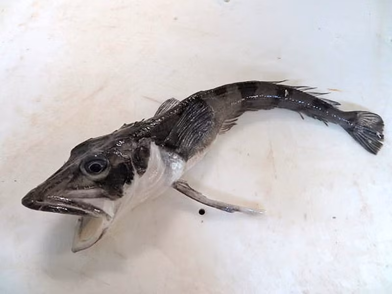 Thức ăn của cá băng Nam Cực chủ yếu là các loài giáp xác nhỏ như nhuyễn thể và động vật phù du, giúp chúng duy trì năng lượng trong điều kiện khắc nghiệt.