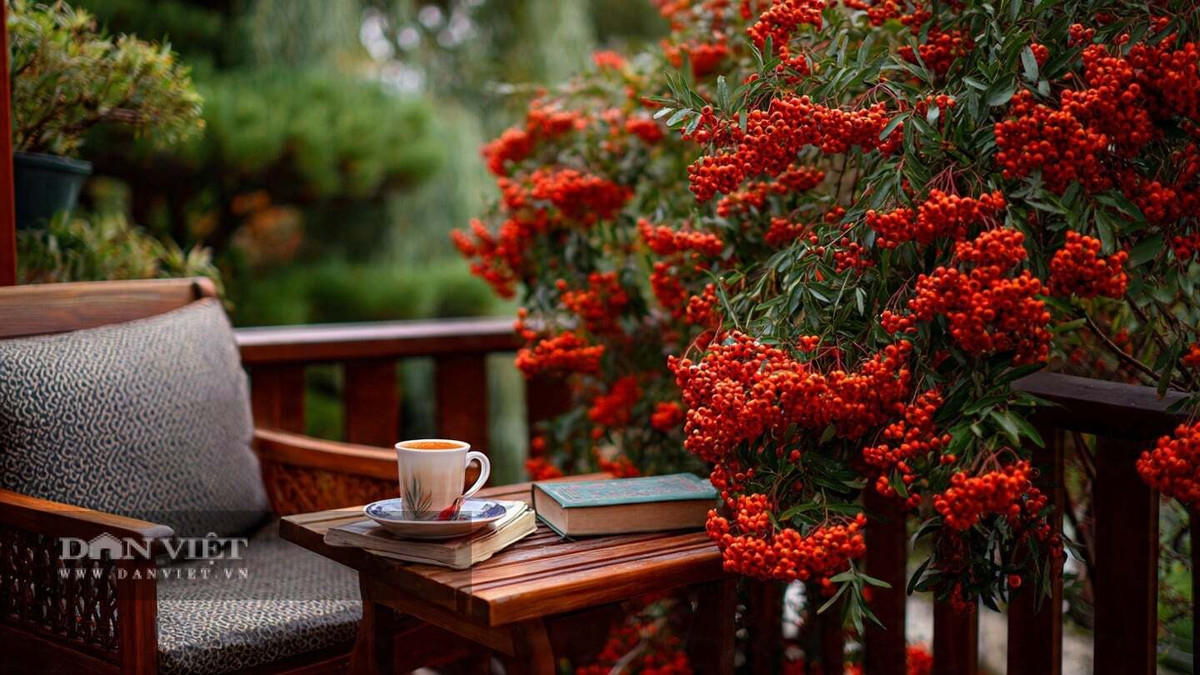 Không cần tưới nước thường xuyên; chỉ tưới khi đất hoàn toàn khô. Vào mùa xuân, tỉa bớt những cành rậm rạp để thúc đẩy sự phân nhánh và kết trái. Ngoài ra, nó hầu như không cần chăm sóc gì và vẫn sẽ tươi tốt, ra hoa và kết trái.