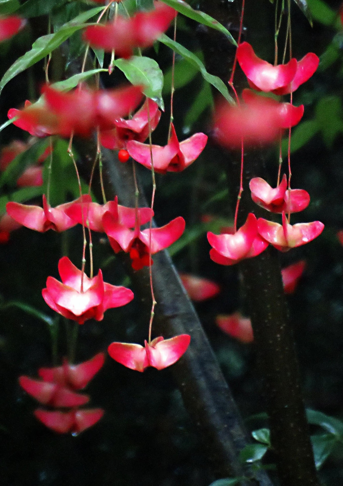 3. Bướm vàng – Cây tiền rực rỡ lộc: Mô tả: Quả bướm vàng treo lơ lửng trên cành mảnh mai như những chú bướm tung tăng, khi chín chuyển sắc vàng – đỏ rực cực kỳ bắt mắt. Ý nghĩa: Hình dáng quả giống thỏi vàng khiến cây được xem là biểu tượng của tài lộc và sự thịnh vượng, đặc biệt được yêu thích trong các gia đình muốn chiêu tài.