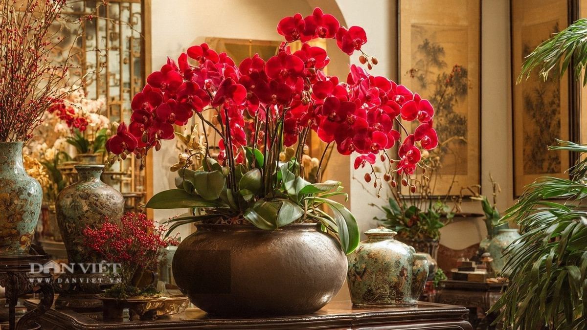 View - Bốn cây cảnh rực rỡ giúp kích hoạt vận đỏ năm 2026 | Báo Tri thức và Cuộc sống - TIN TỨC PHỔ BIẾN KIẾN THỨC 24H